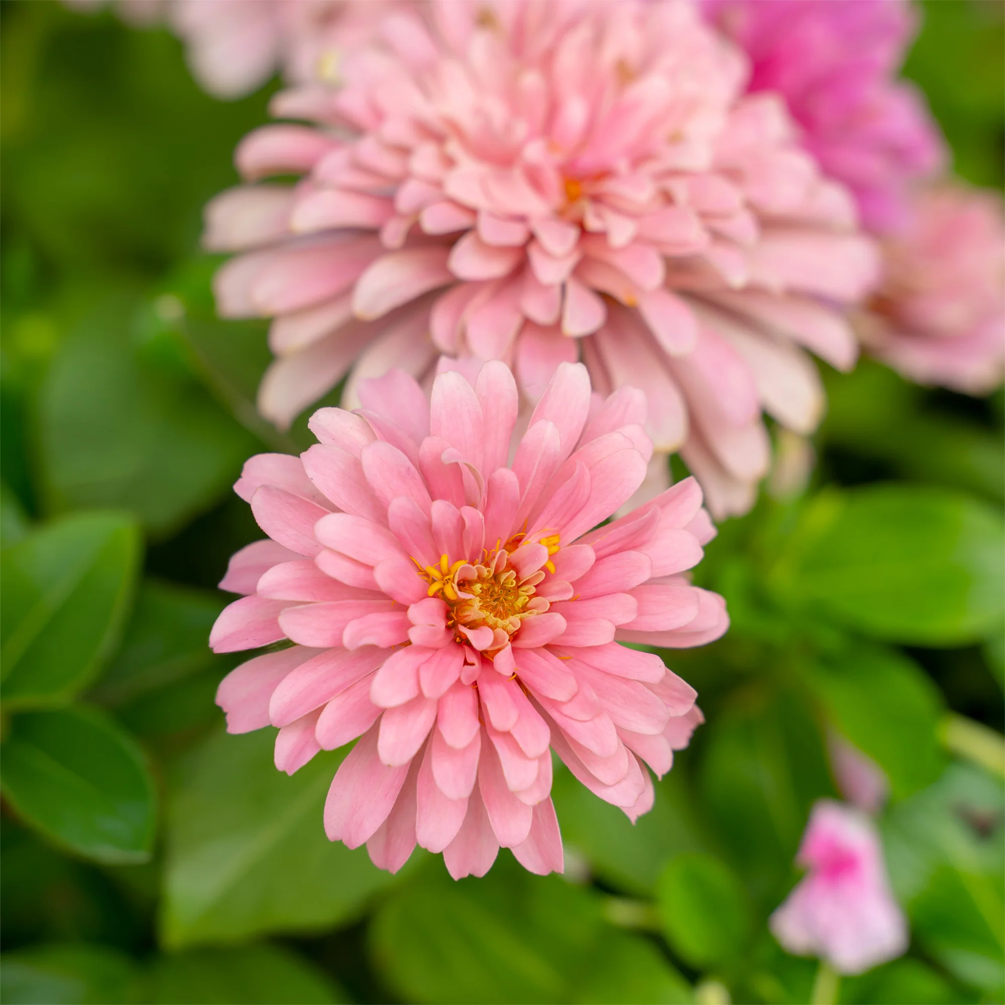 Roze Zinnia - Image 5