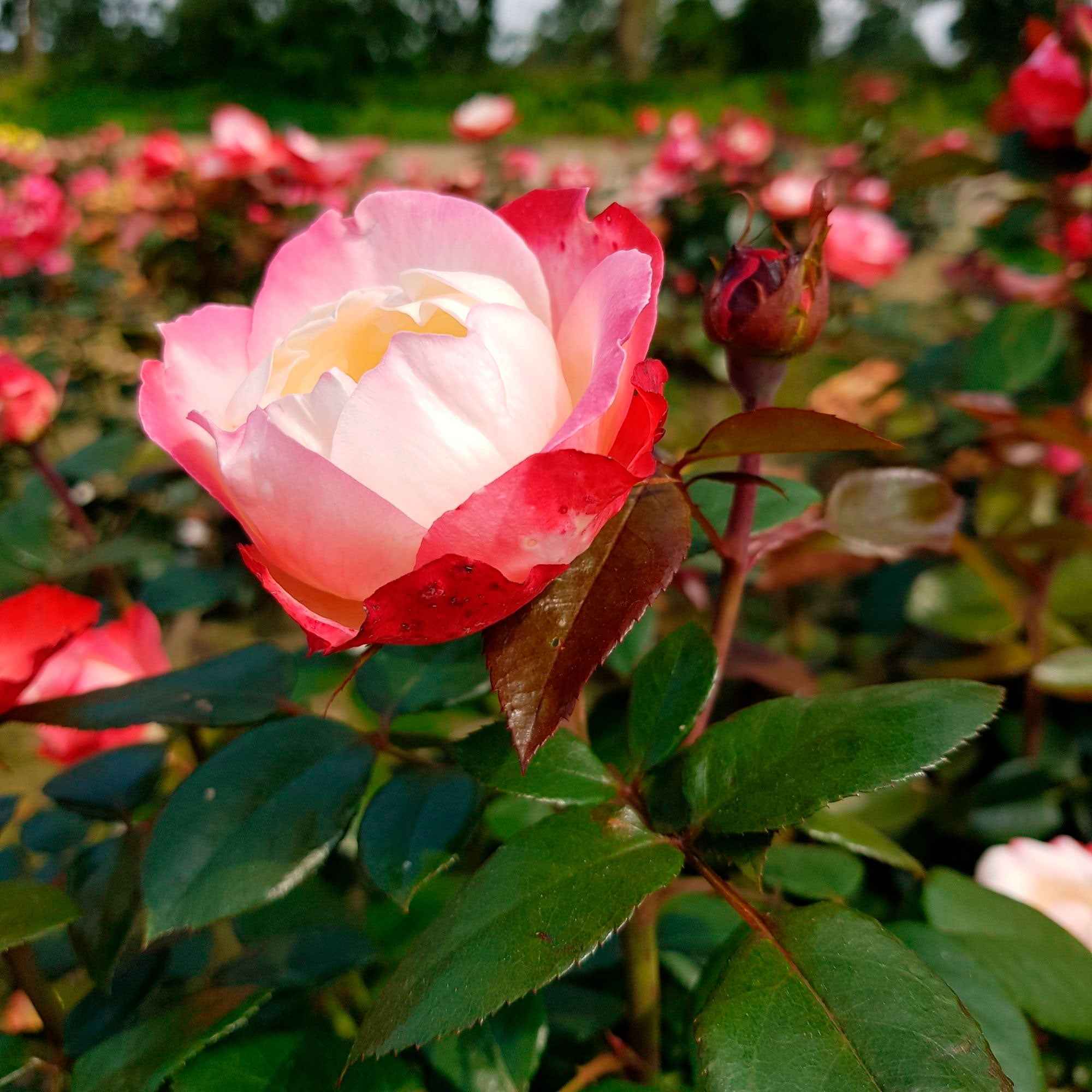 Rozenmix 'Onderhoudsvrij' (x3)