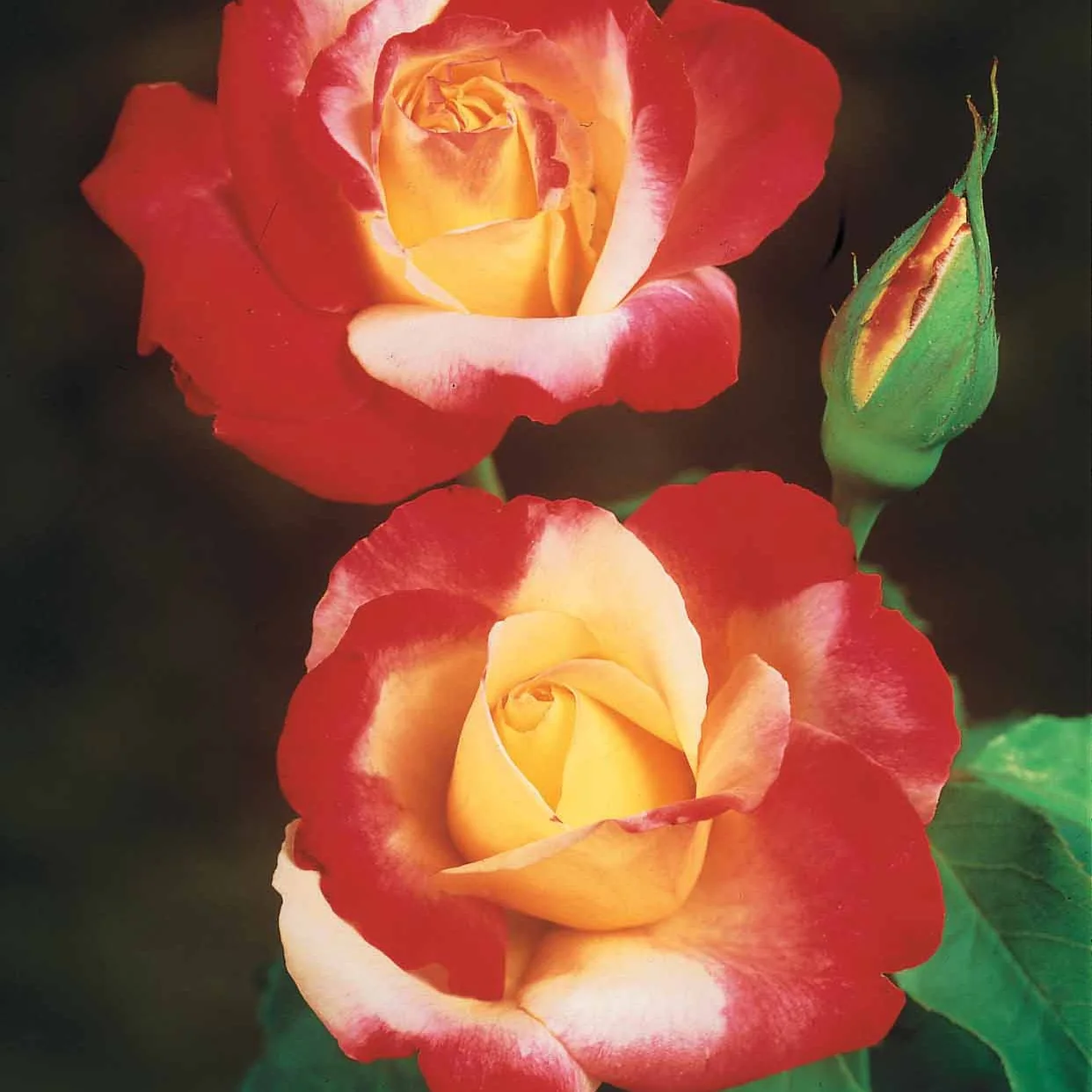 Rozenmix 'Osiria' + 'Famosa' + 'Double Delight' (x3) - Image 4