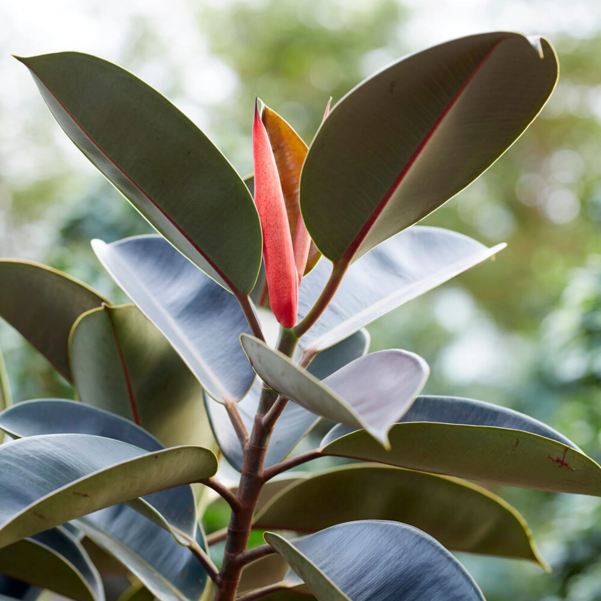 Rubberplant Robusta - Image 2