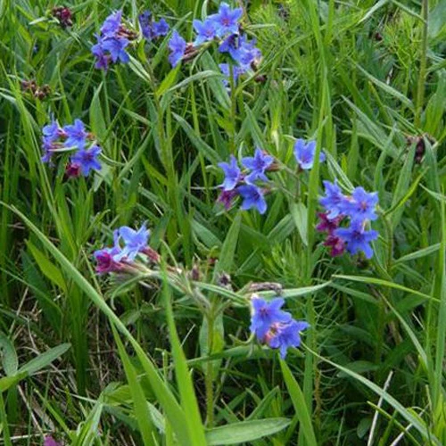 Miniatuur 1