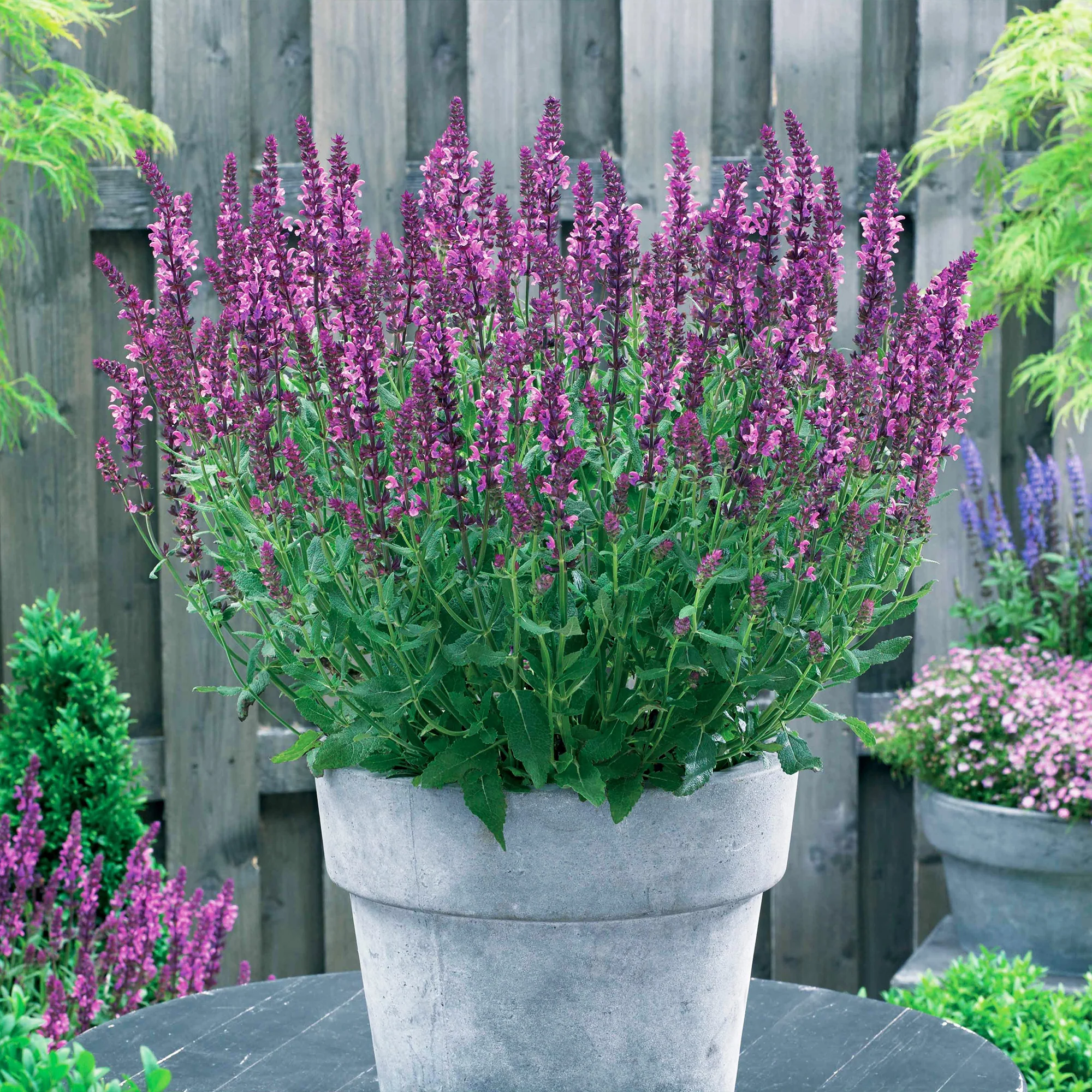 Salie 'Friesland Pink' (x3)