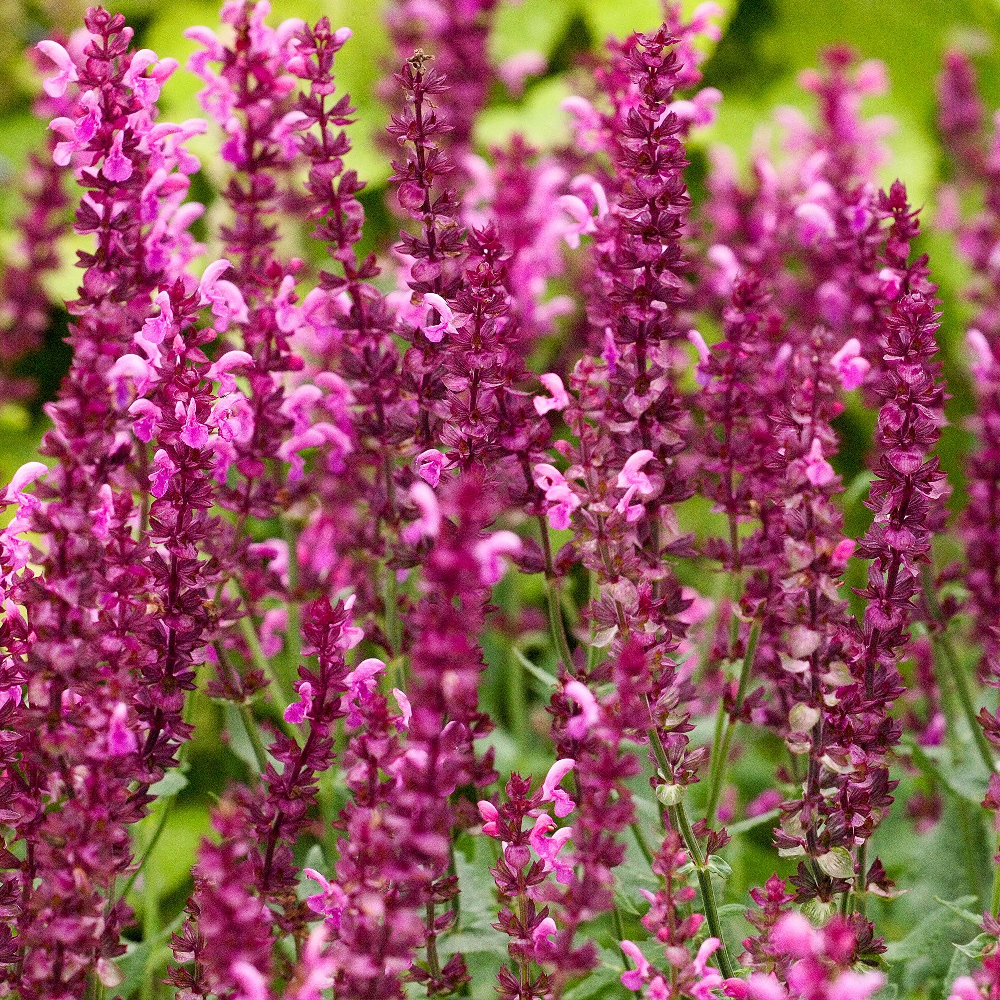 Salie 'Friesland Pink' (x3) - Image 2