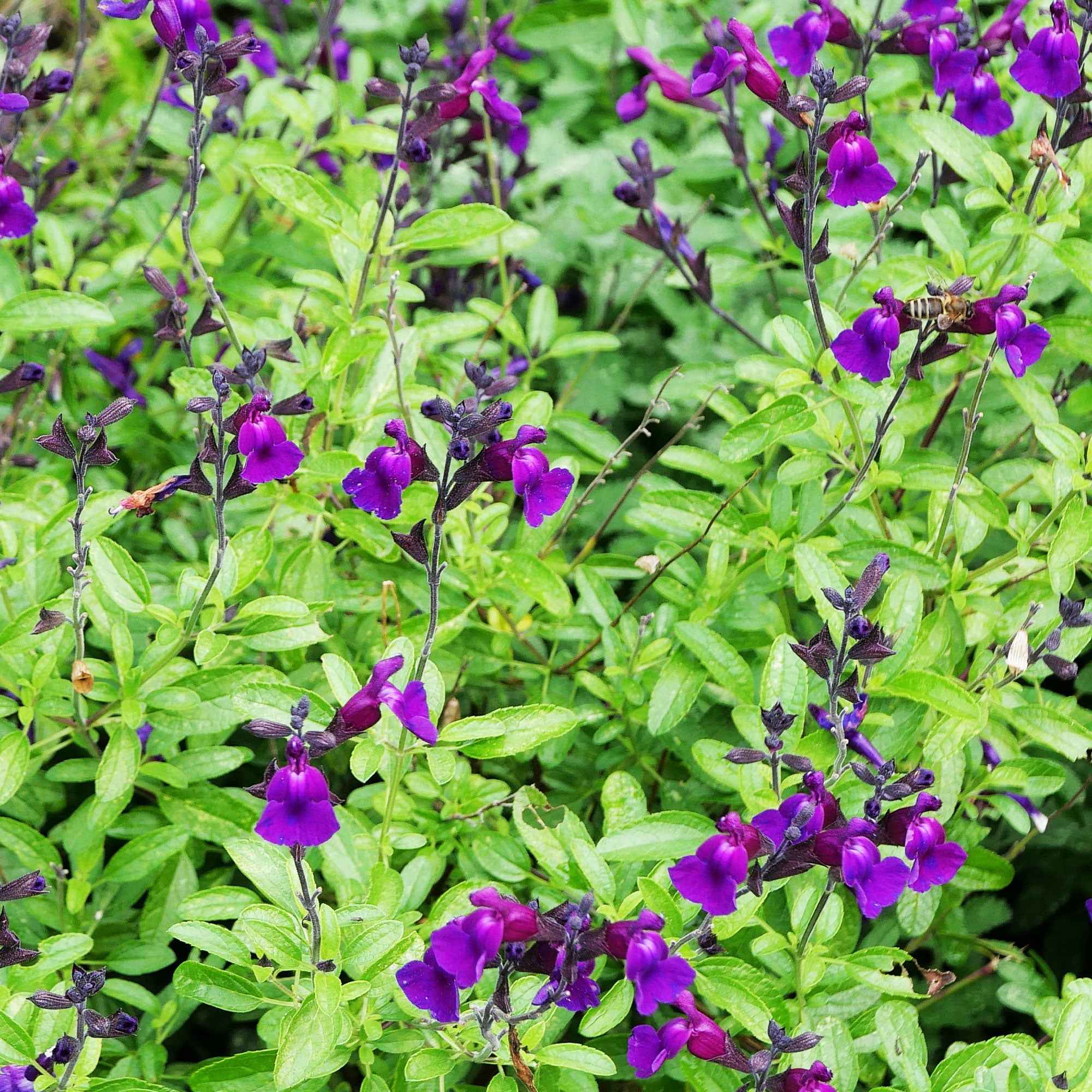 Salie 'Violette de Loire'