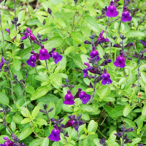 Salie 'Violette de Loire' - Image 2