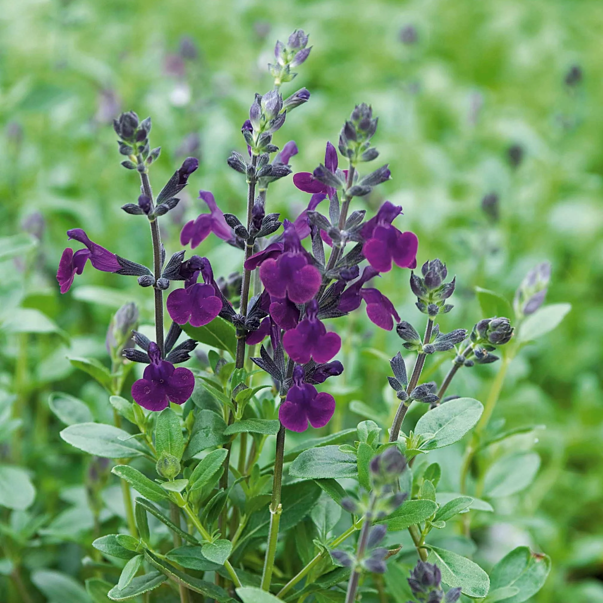 Salie 'Violette de Loire' - Image 4