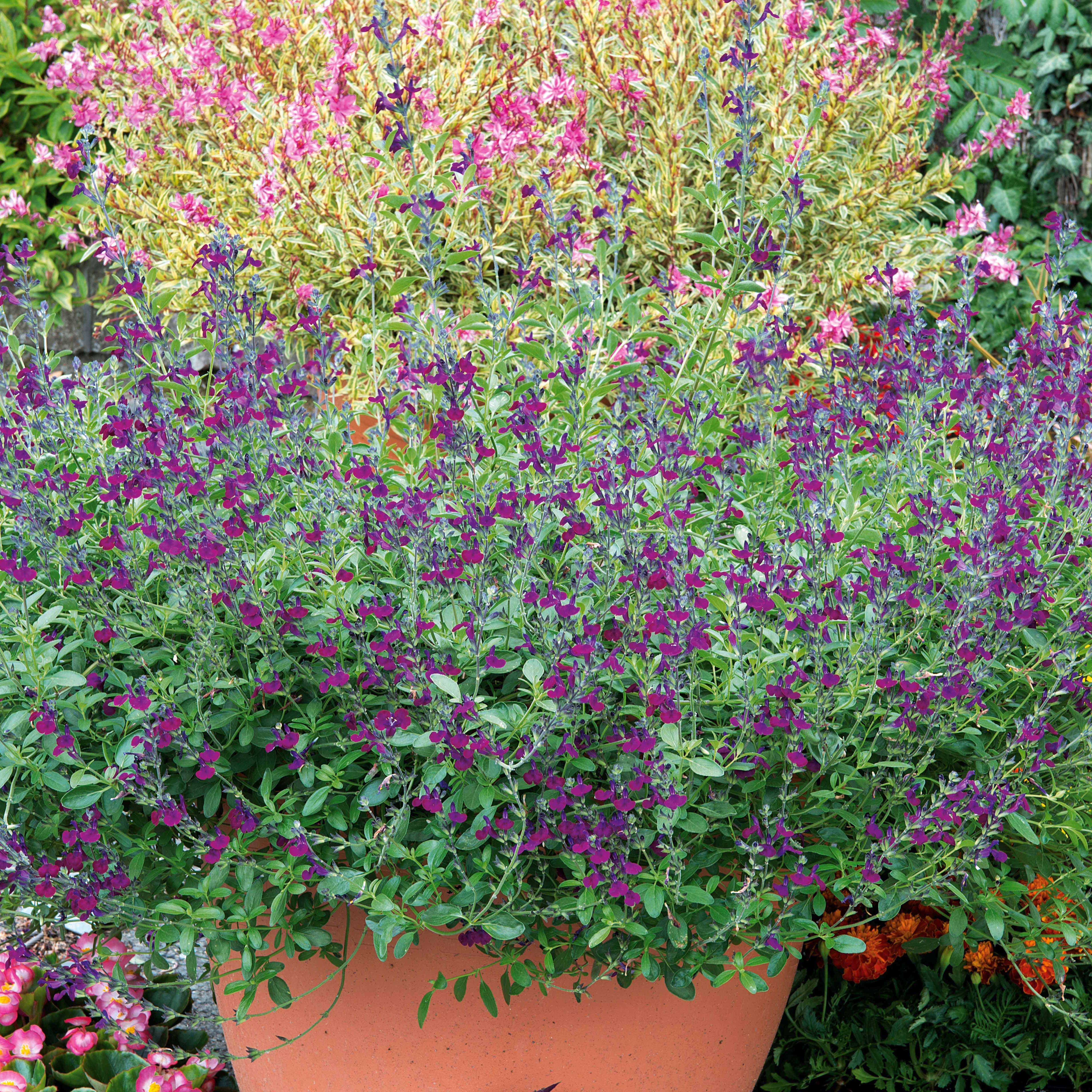 Salie 'Violette de Loire' - Image 5