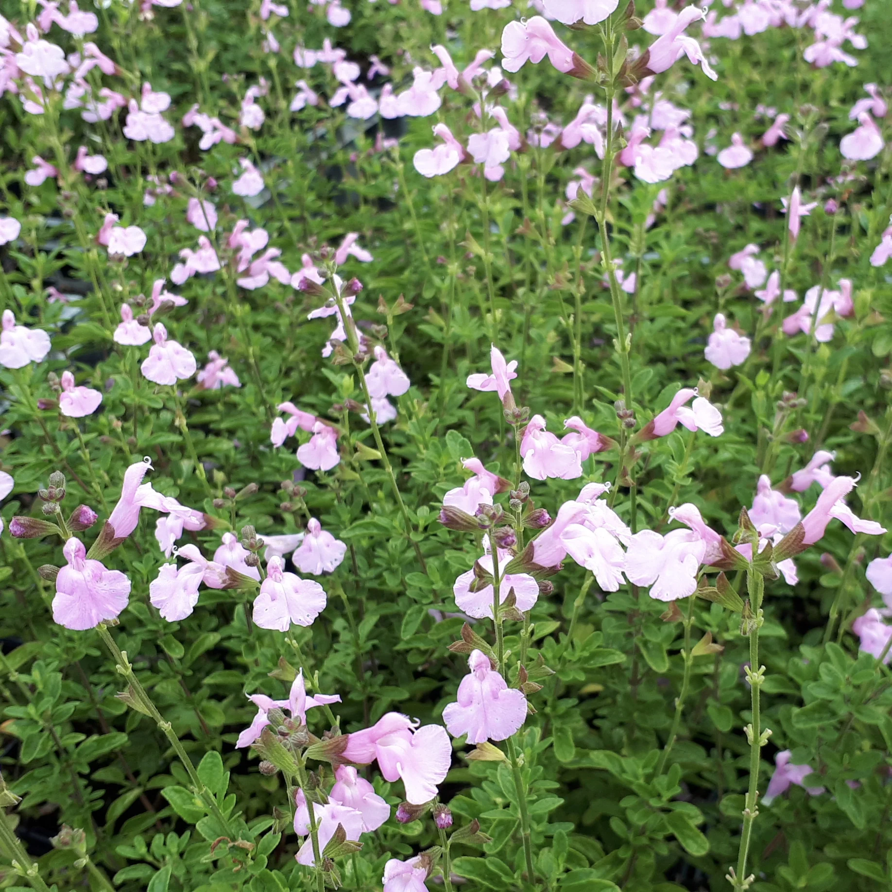 Salvia Magical® serie / Salie