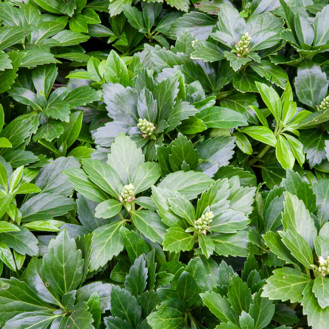 Schaduwkruid 'Green Garpet'
