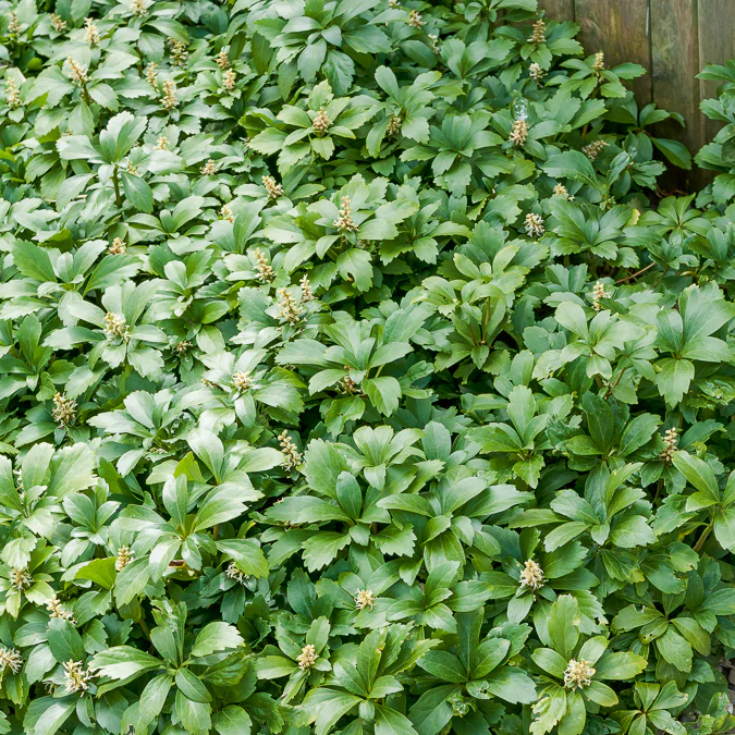 Schaduwkruid 'Green Garpet' - Image 3