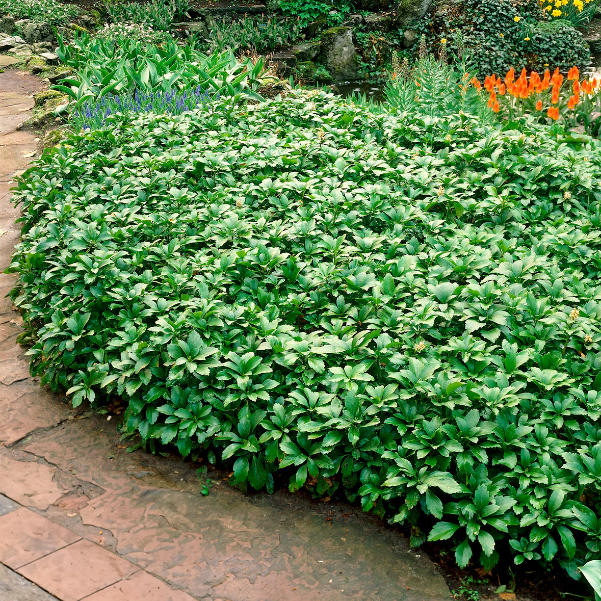 Schaduwkruid 'Green Garpet' - Image 4
