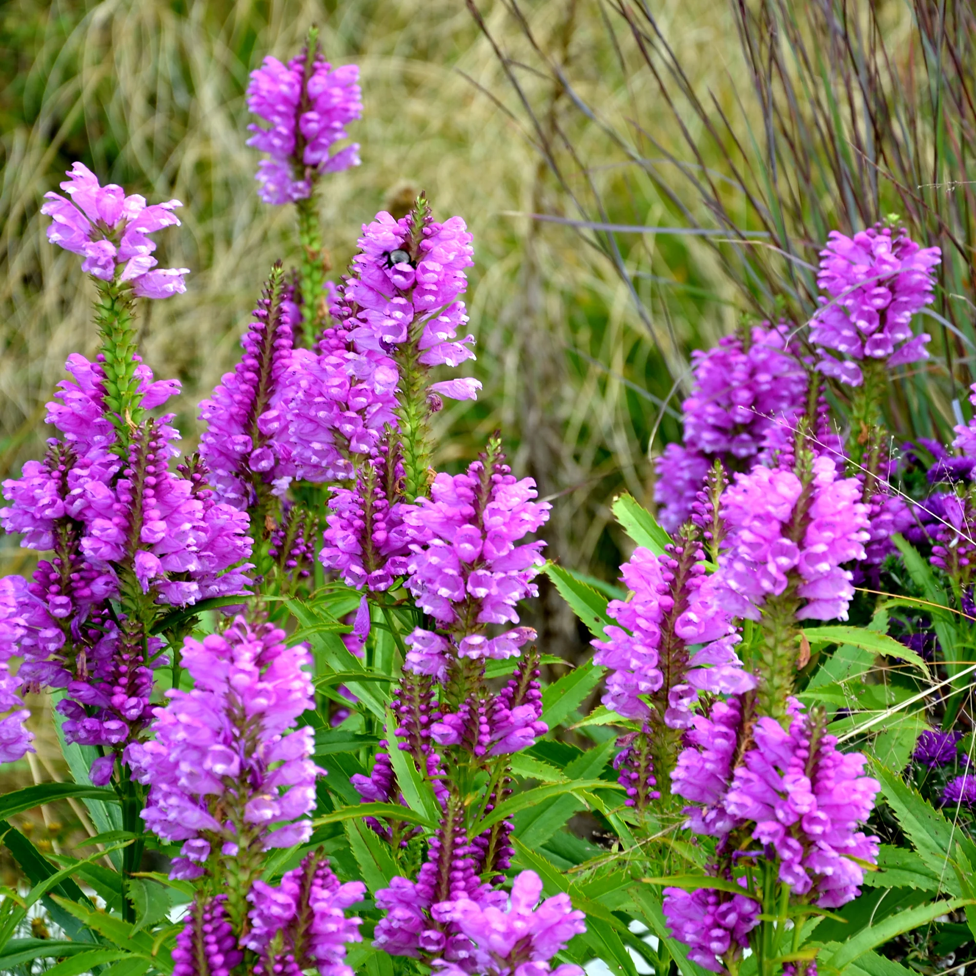 Scharnierbloem Vivid - Image 2
