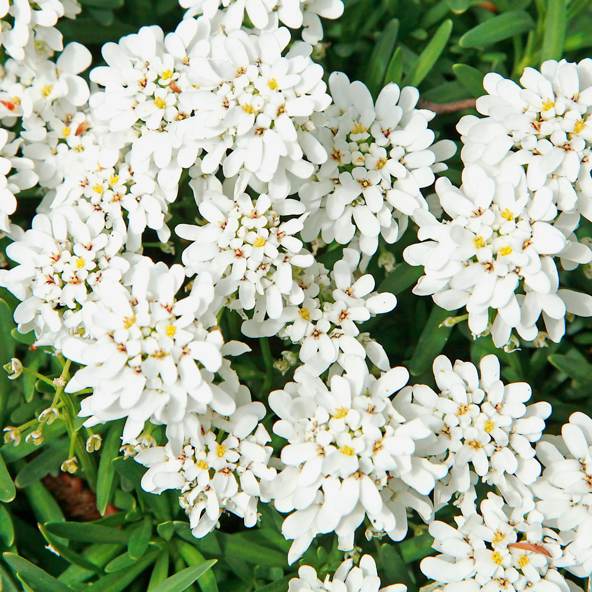 Scheefbloem Weisser Zwerg - Image 2