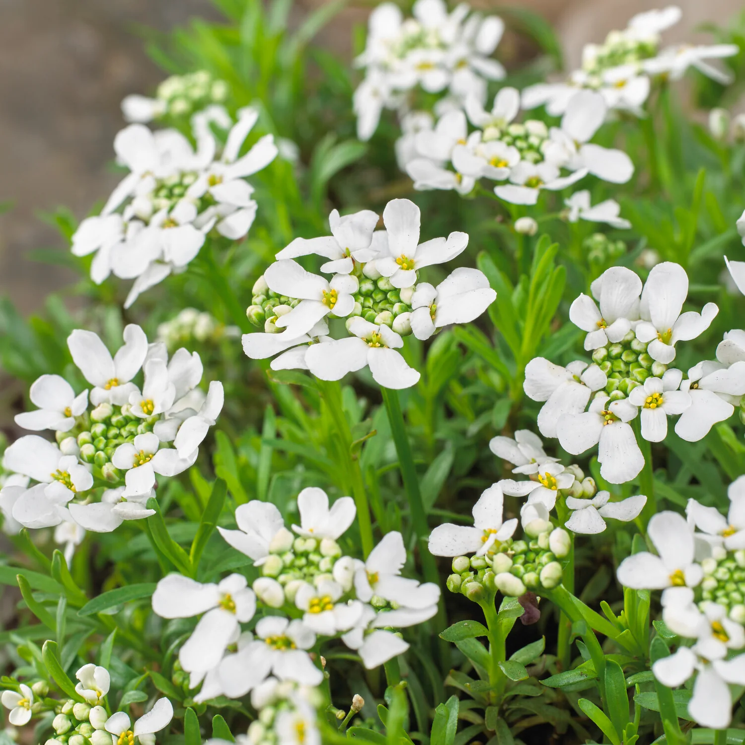 Scheefbloem Weisser Zwerg - Image 3