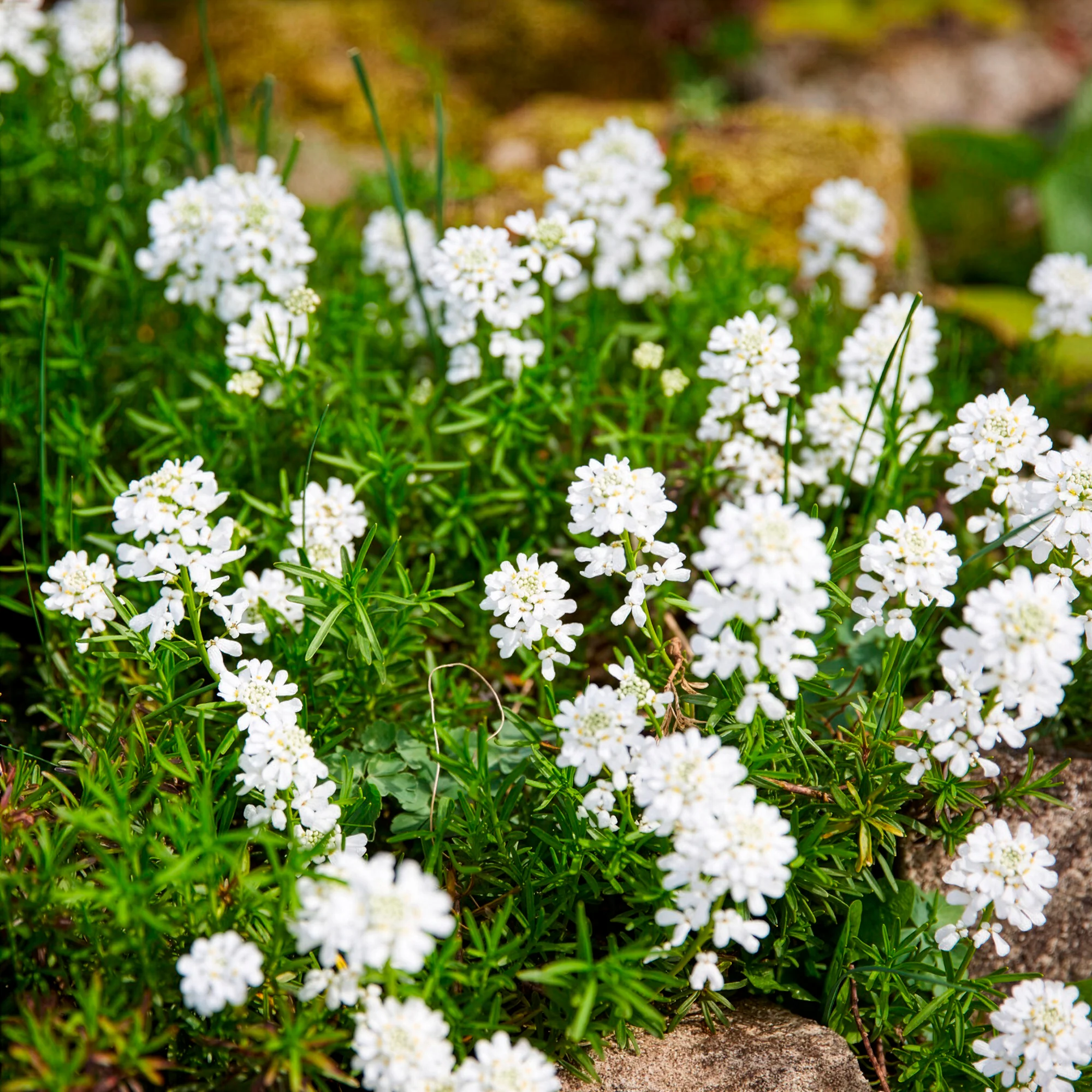 Scheefbloem Weisser Zwerg - Image 4