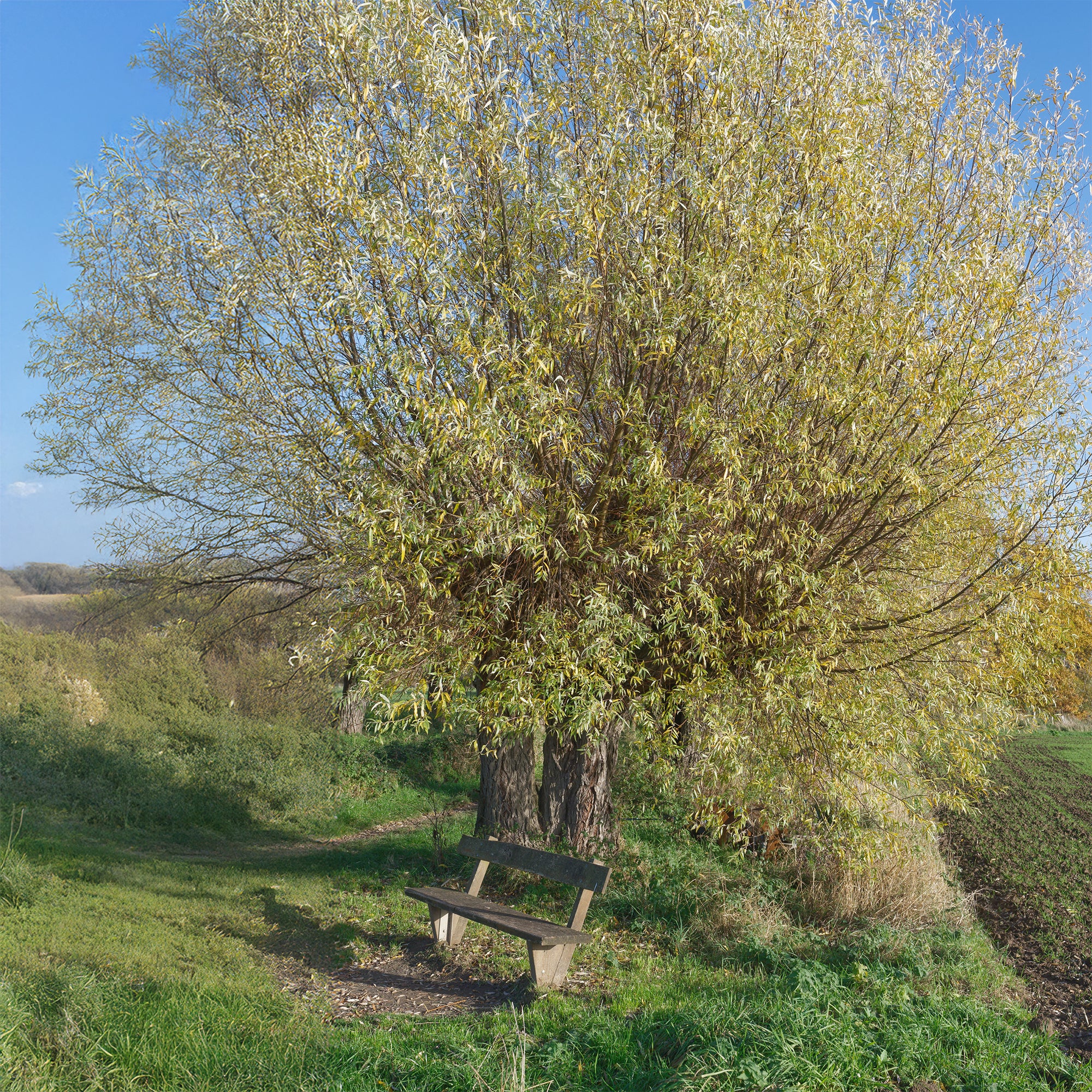 Schietwilg - Image 3