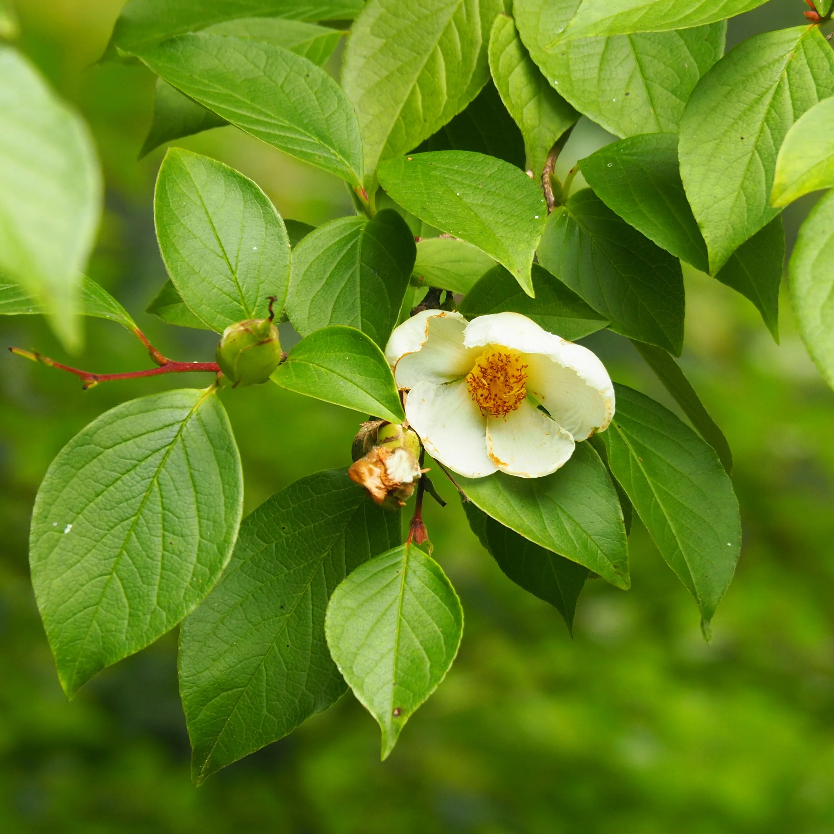 Schijncamelia - Image 6