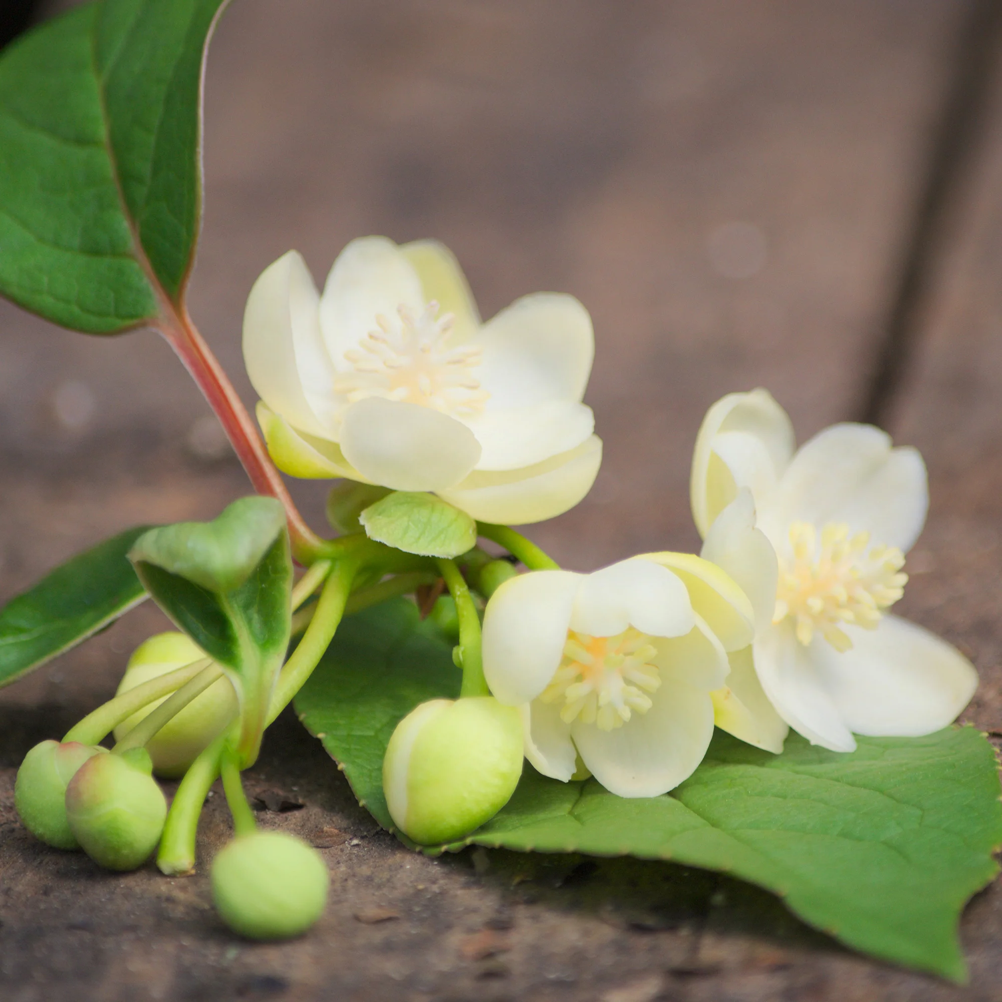Schisandra grandiflora - Image 3