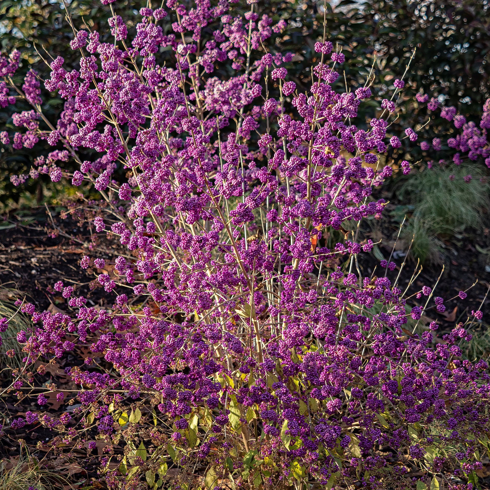 Schoonvrucht 'Profusion' - Image 2