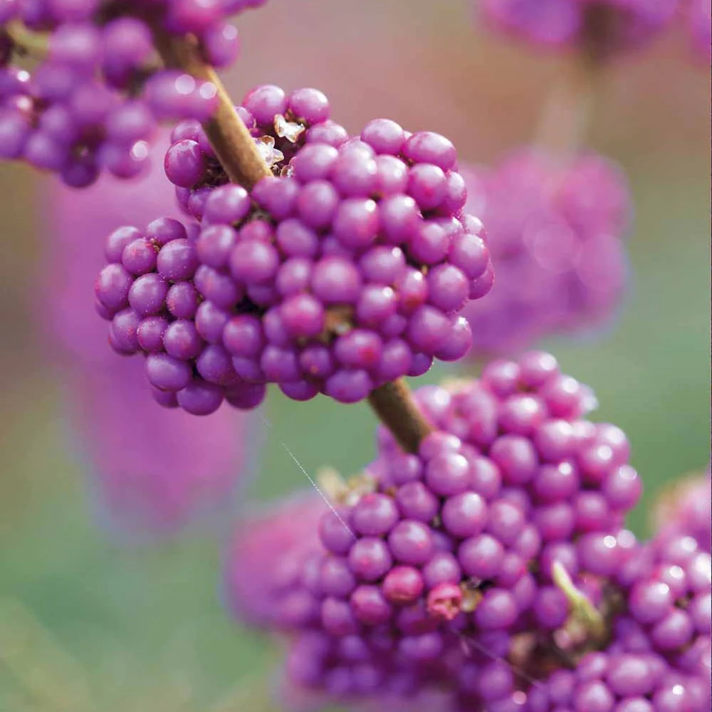 Schoonvrucht 'Profusion' - Image 3