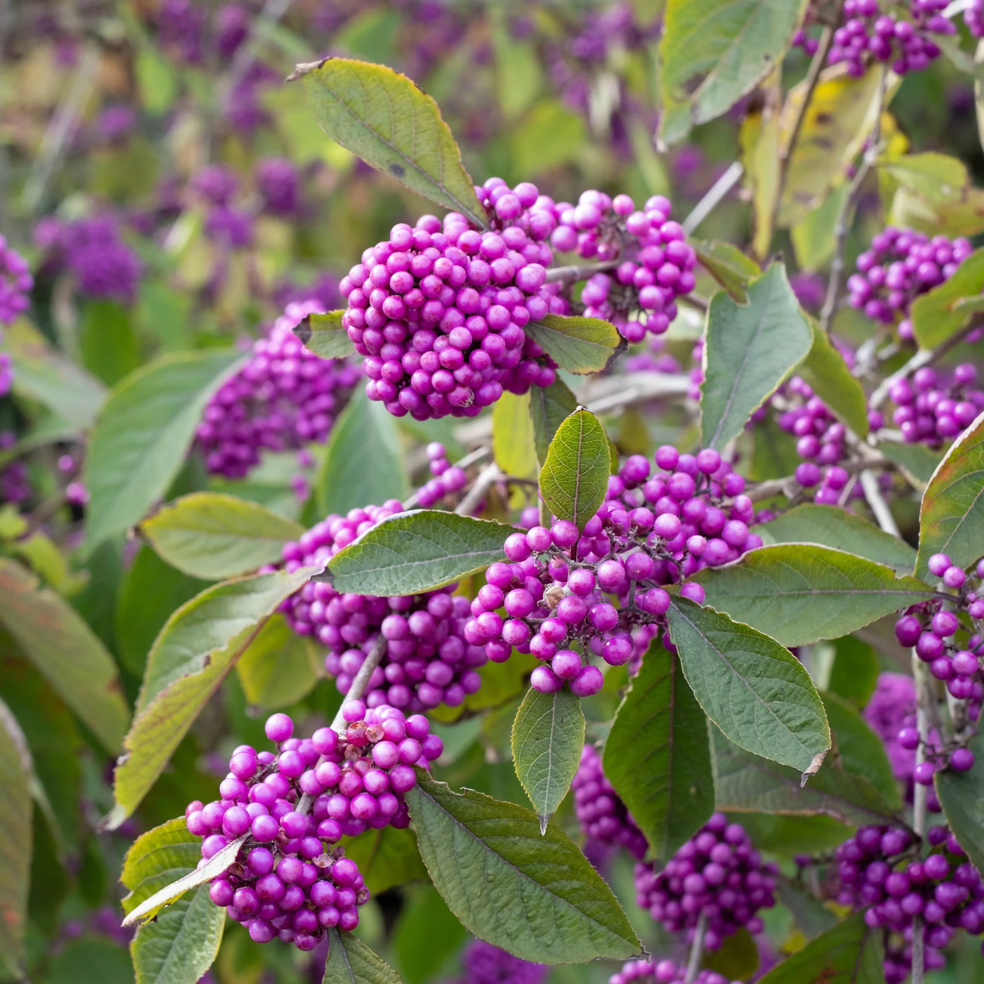 Schoonvrucht 'Profusion' - Image 5