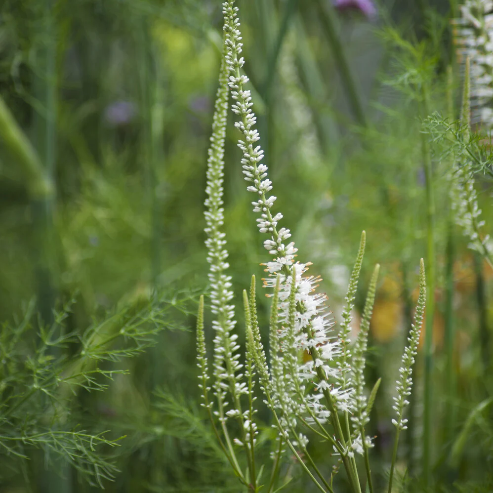 Scrophulariaceae blanche - Image 2