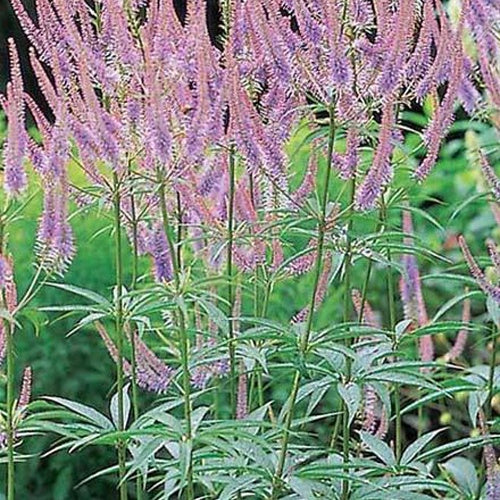 Scrophulariaceae Green Tip