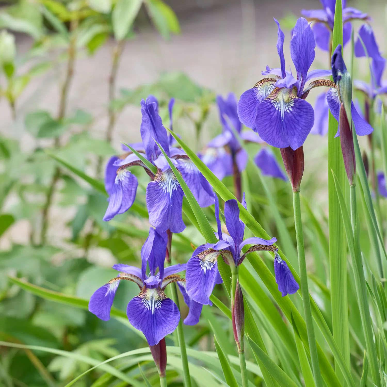 Siberische iris