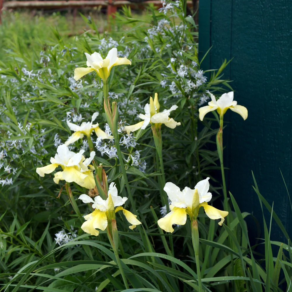 Siberische iris 'Butter and Sugar' - Image 2