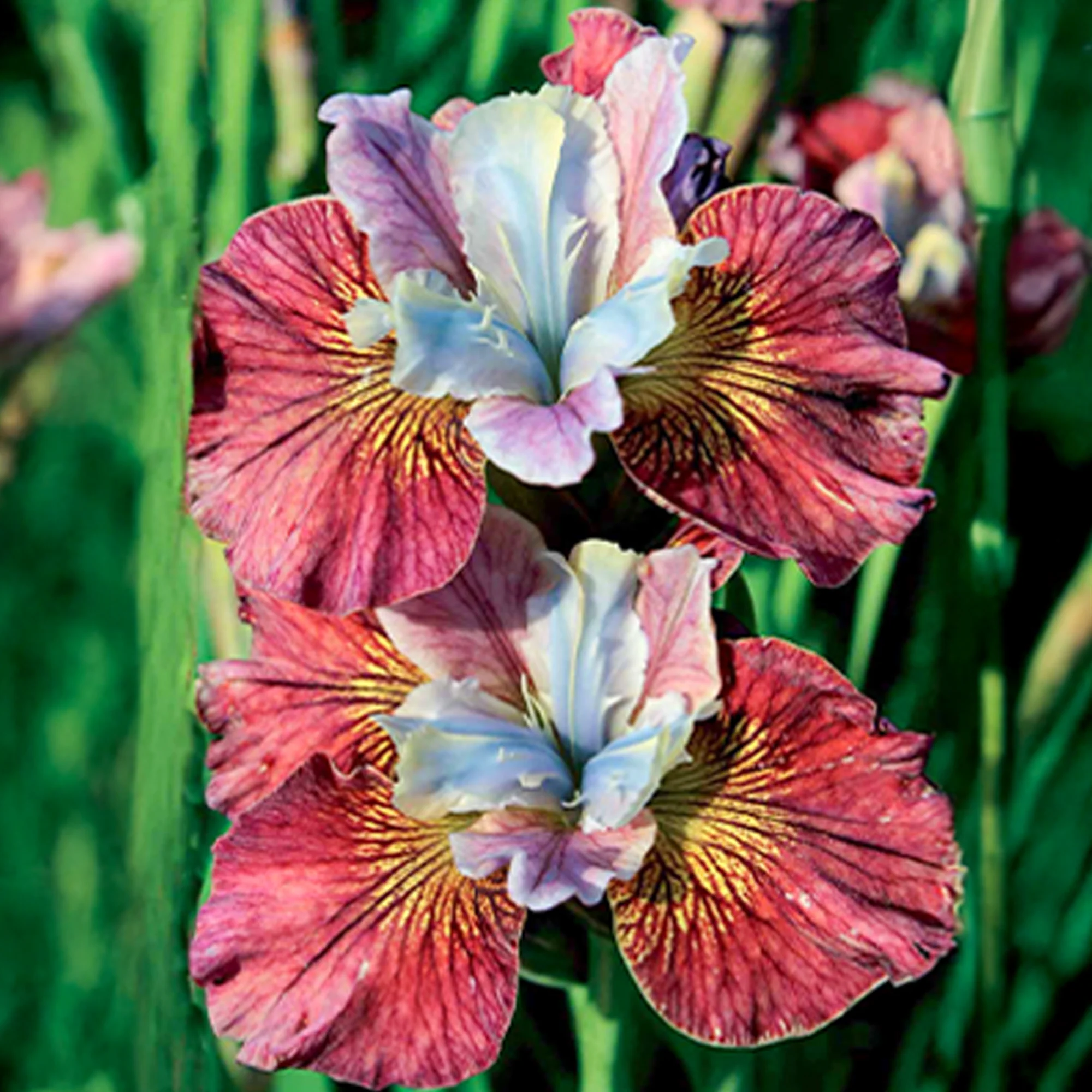 Siberische iris 'Painted Women' (x2) - Image 2