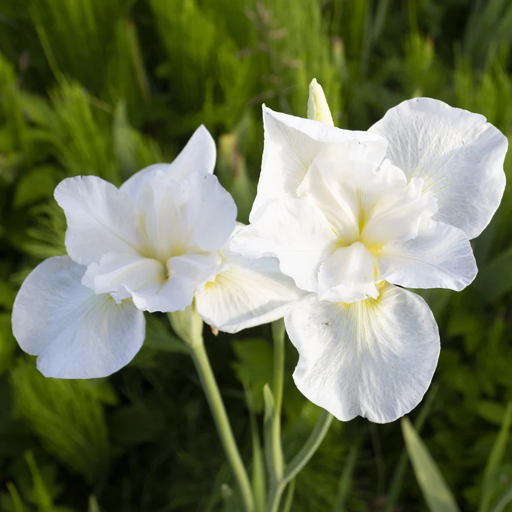 Siberische iris 'Swans in Flight'