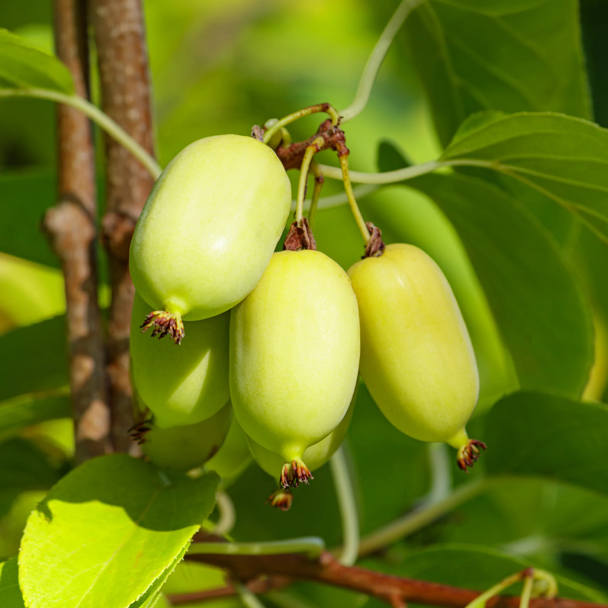 Sier kiwi - Image 6