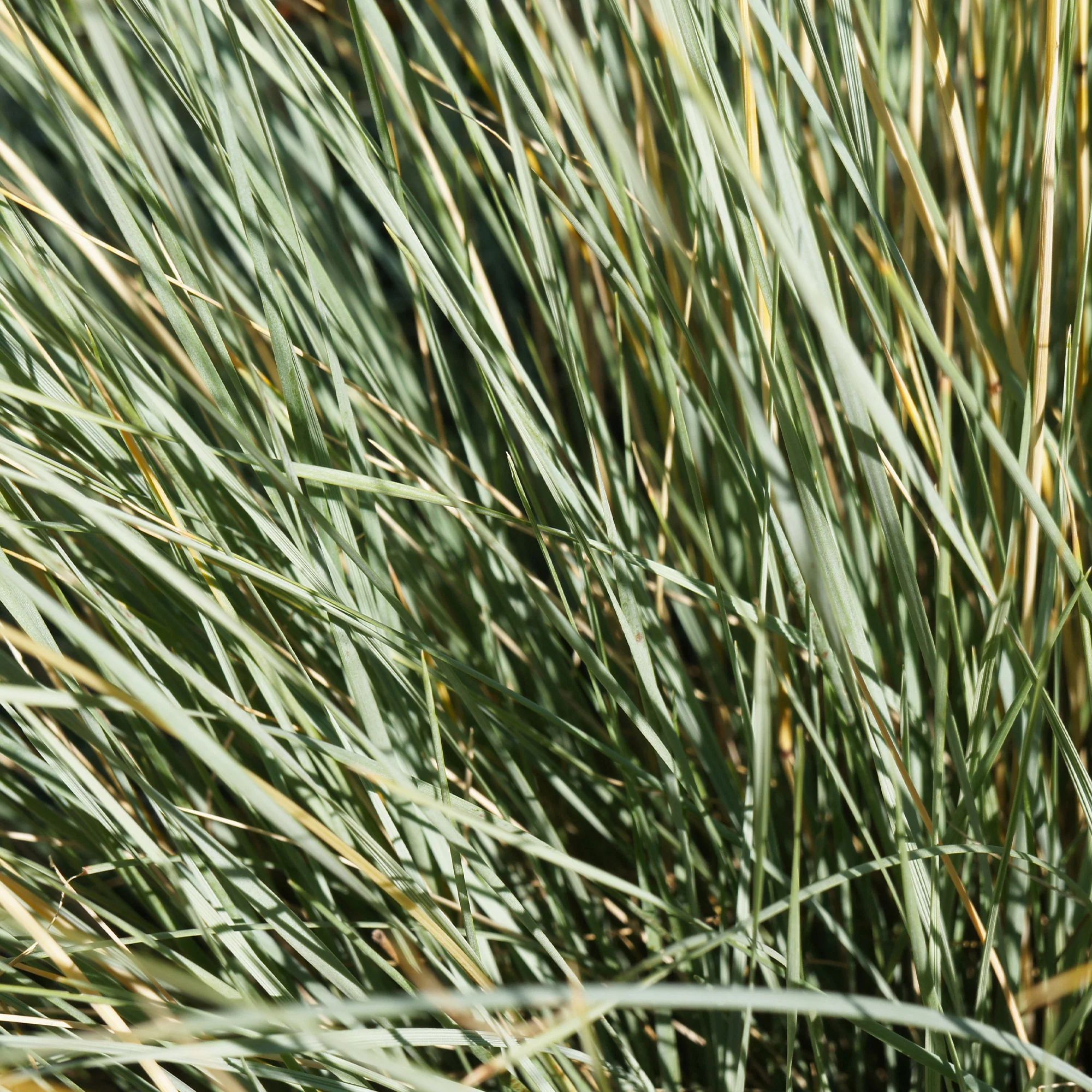 Sierhaver (x2) - Image 3