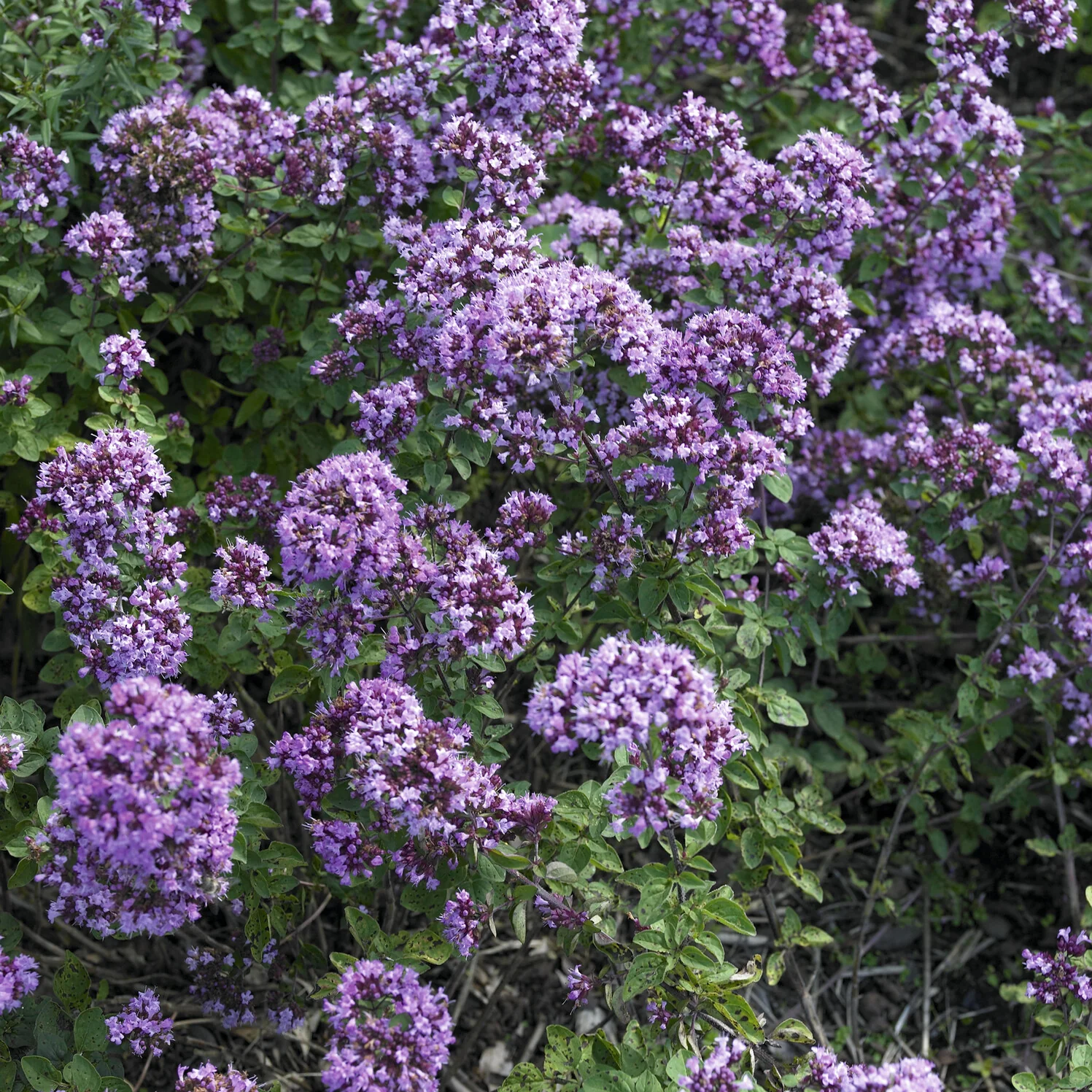 Siermarjolein Rosenkuppel