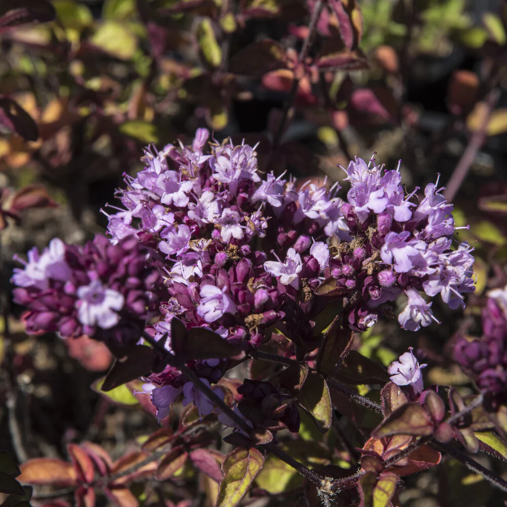Siermarjolein Rosenkuppel - Image 3