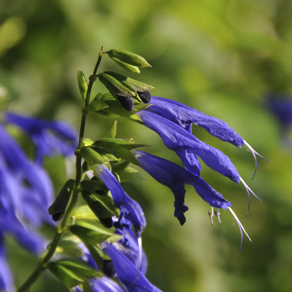 Siersalie Blue Enigma - Image 2