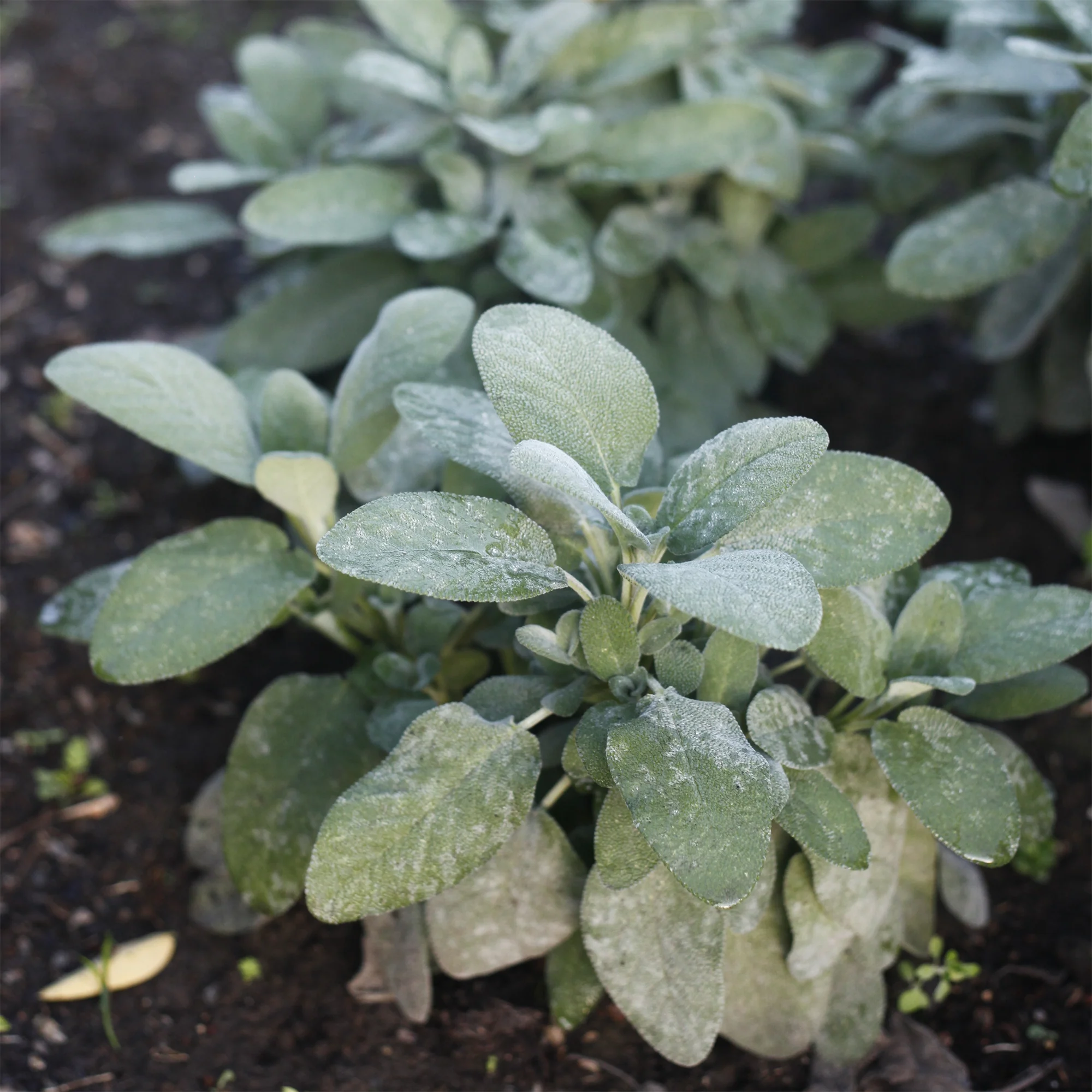 Siersalie officinale Berggarten