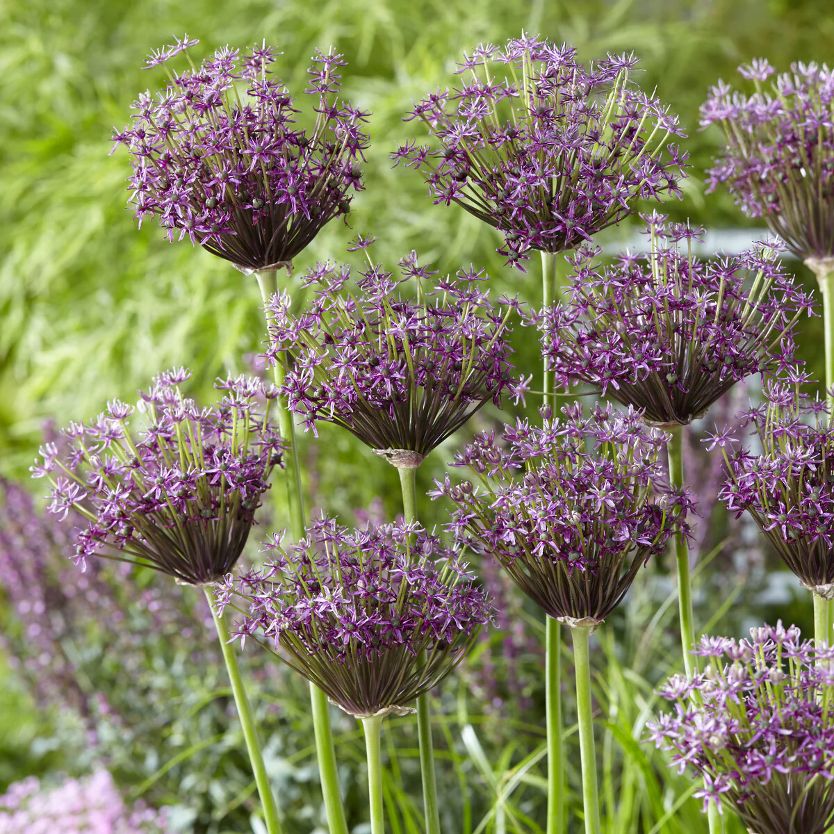 Sierui 'Miami'