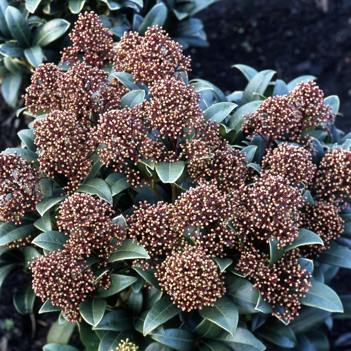 Skimmia