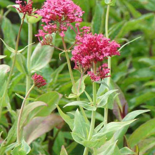 Slangebaard Coccineus