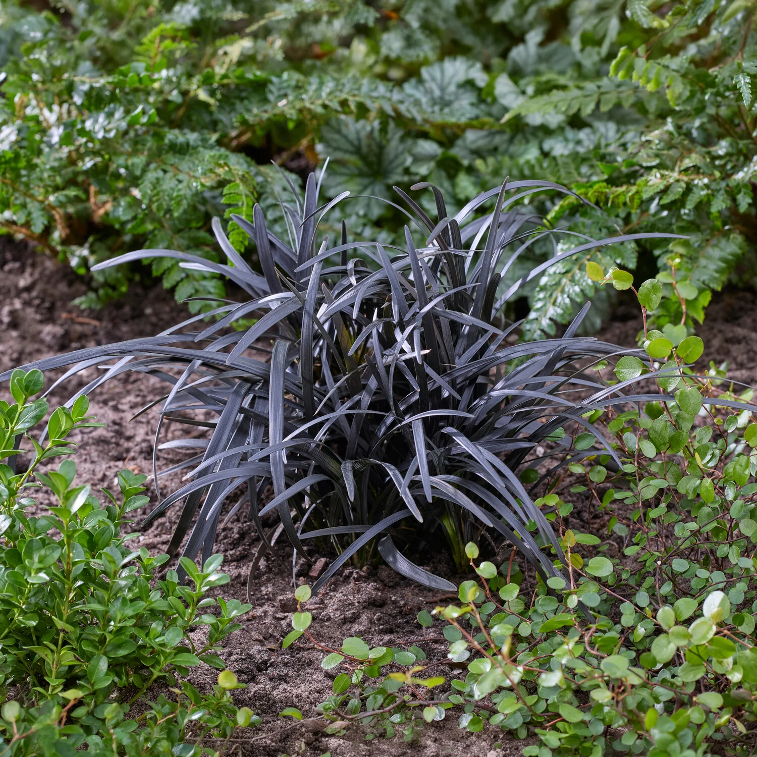 Slangenbaard 'Nigrescens' - Image 3