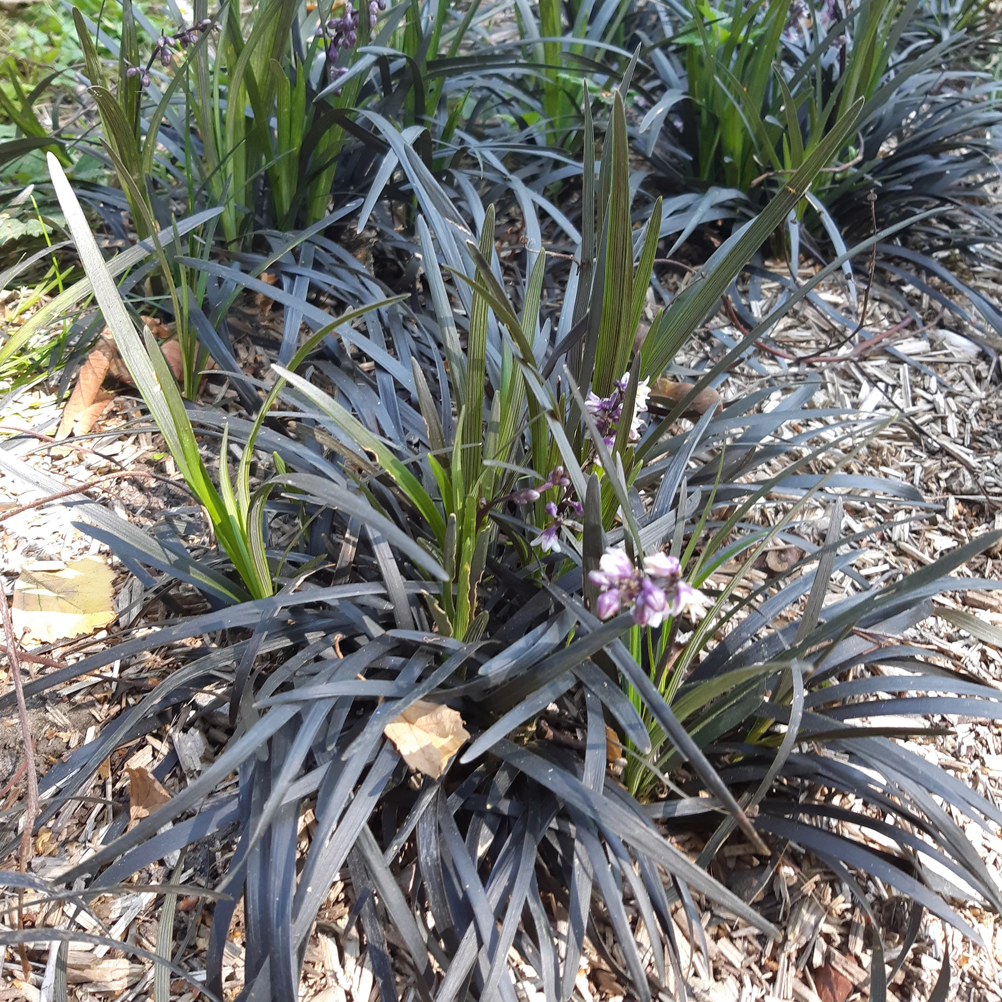 Slangenbaard 'Nigrescens' - Image 4