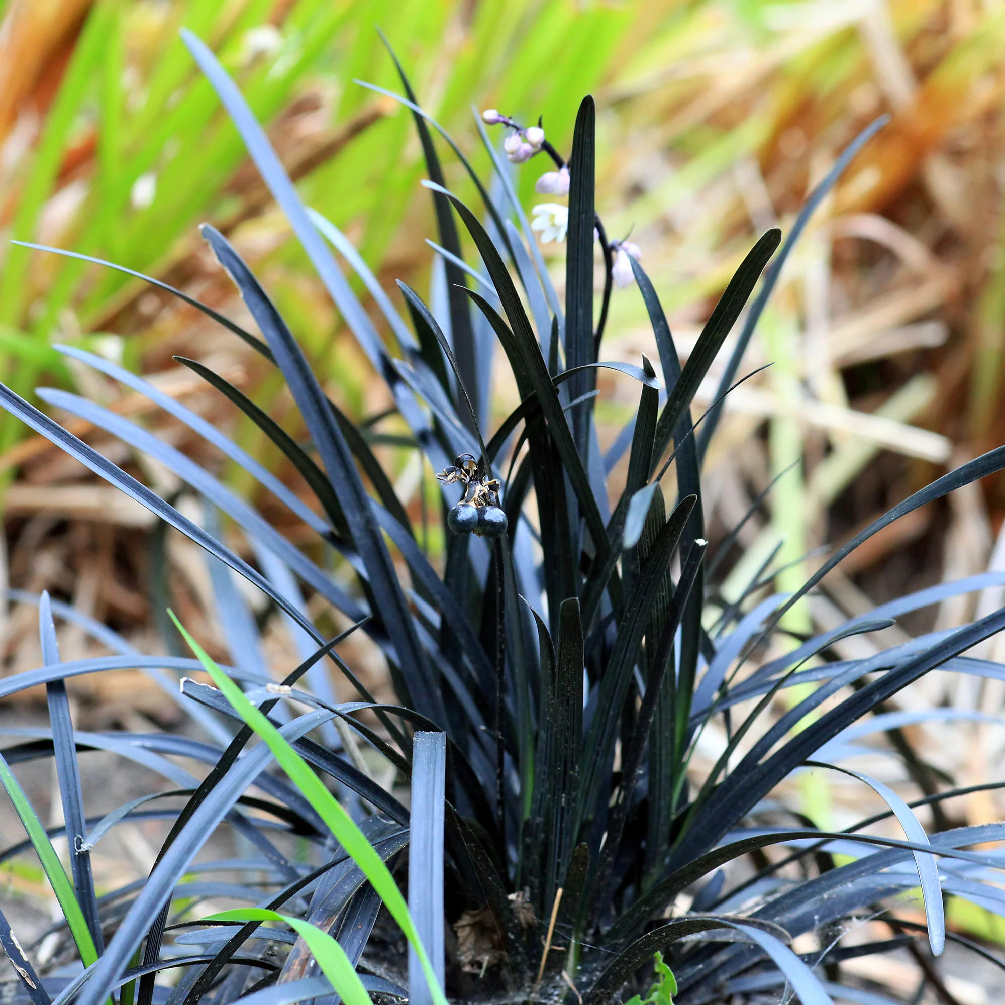 Slangenbaard 'Nigrescens' - Image 7