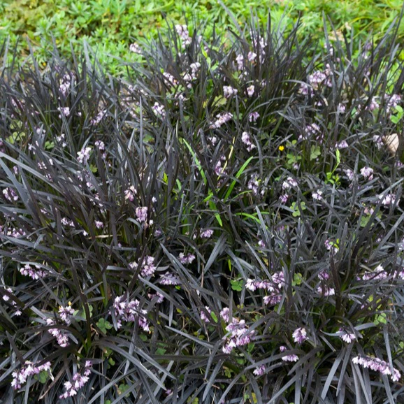 Slangenbaard 'Nigrescens' - Image 9