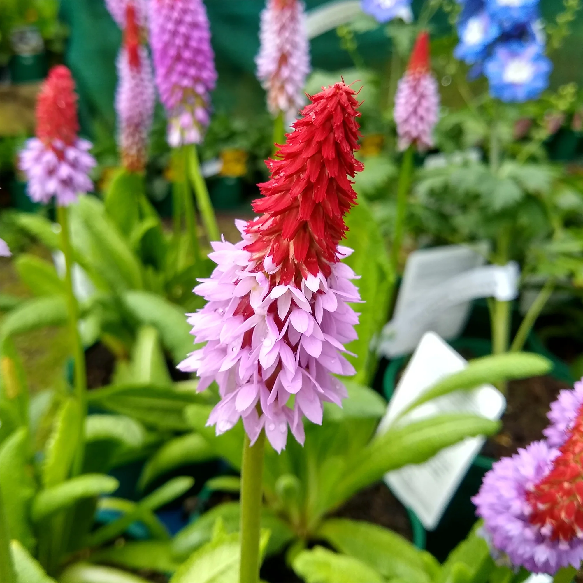Miniatuur 2