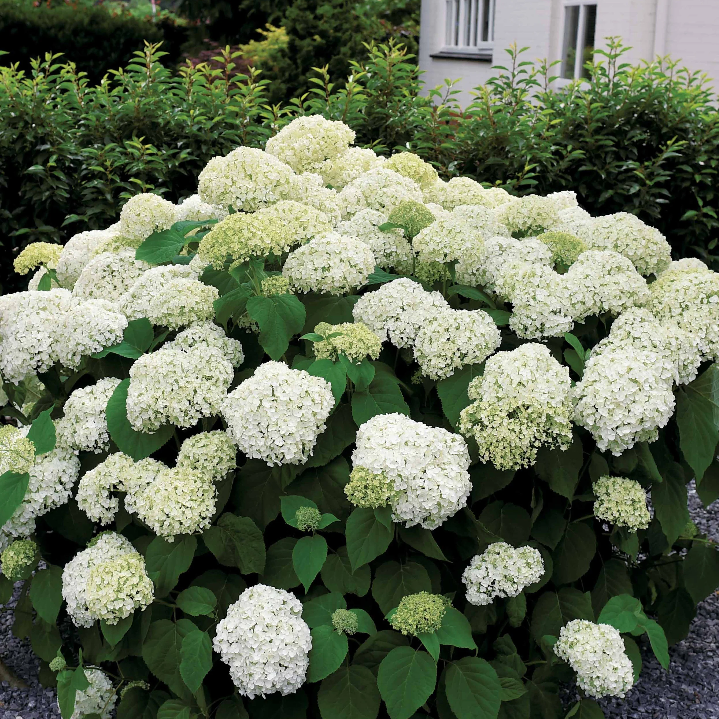 Sneeuwbalhortensia 'Annabelle' - Image 5