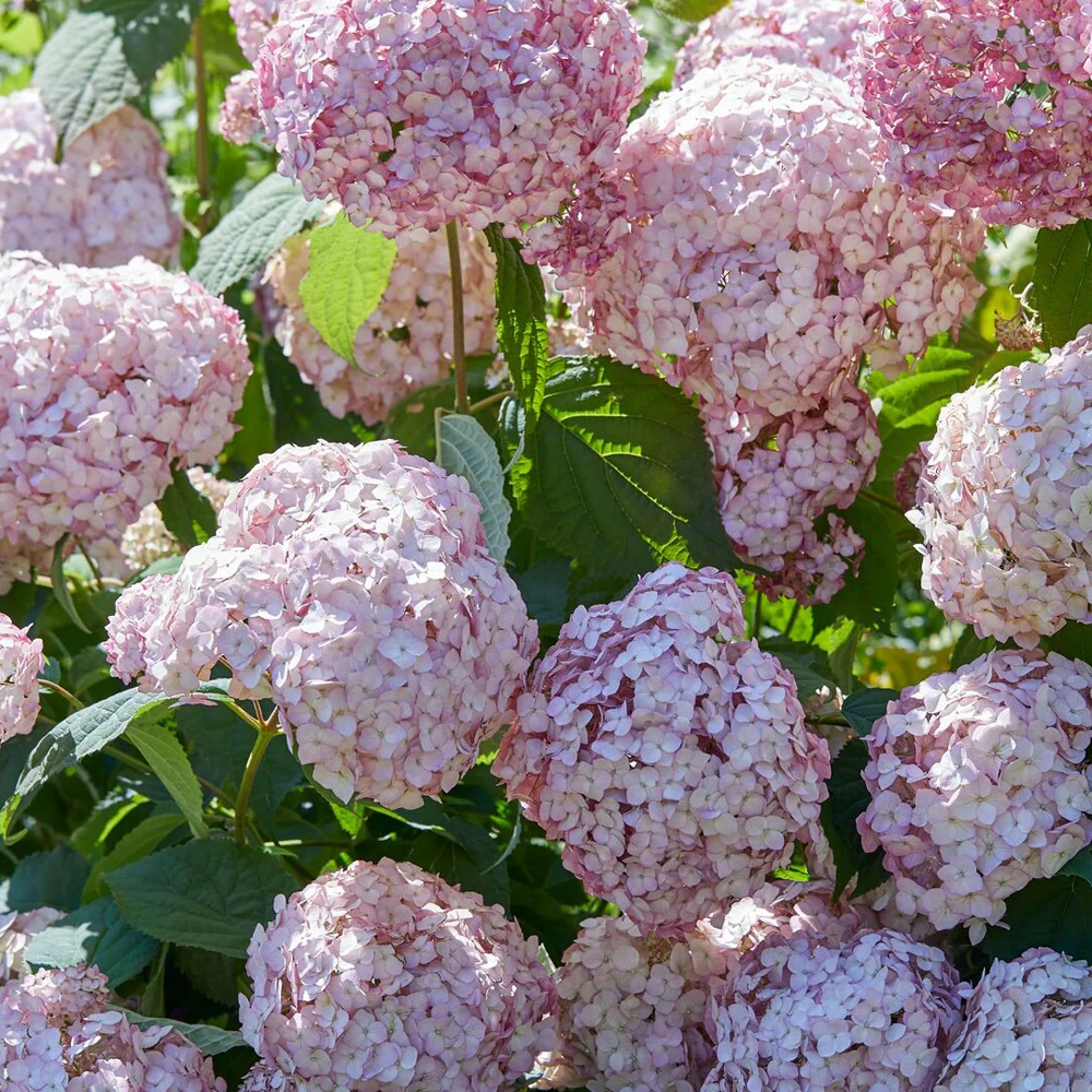 Sneeuwbalhortensia 'Candy Bell Bubblegum'®