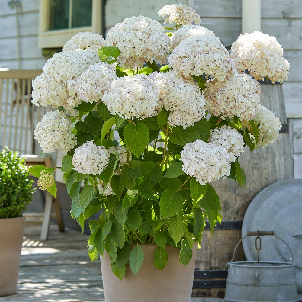Sneeuwbalhortensia 'Candy Belle® Marshmallow®'