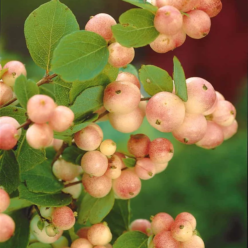 Sneeuwbes 'Mother of Pearl'
