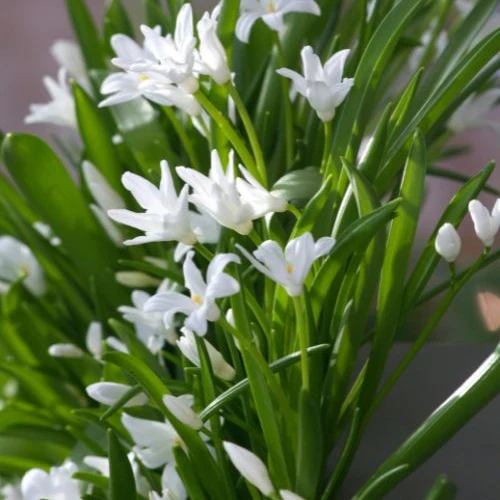 Sneeuwglorie 'Luciliae alba' (x20)